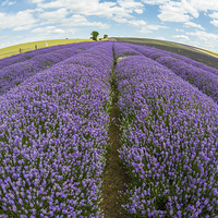 Buy canvas prints of Lavender field by Beata Aldridge
