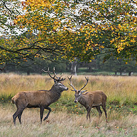 Buy canvas prints of Two deer stags by Beata Aldridge