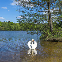 Buy canvas prints of Swan lake by Beata Aldridge