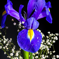 Buy canvas prints of Iris flower by Beata Aldridge