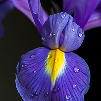 Buy canvas prints of Iris flower by Beata Aldridge
