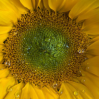 Buy canvas prints of Heart of a sunflower by Beata Aldridge