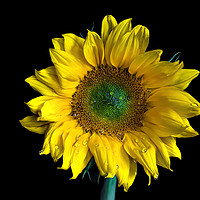 Buy canvas prints of Sunflower by Beata Aldridge