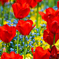 Buy canvas prints of Beautiful red tulips by Beata Aldridge