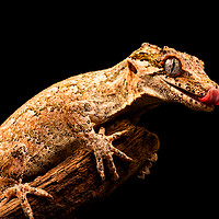 Buy canvas prints of Gargoyle gecko (Rhacodactylus auriculatus) by Beata Aldridge
