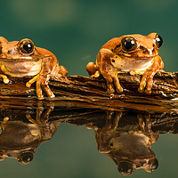 Buy canvas prints of Two Peacock tree frogs with refelctions in the wat by Beata Aldridge