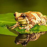 Buy canvas prints of Amazon milk frog (Trachycephalus resinifictrix). by Beata Aldridge