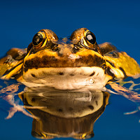 Buy canvas prints of Common European frog (Pelophylax kl. esculentus) by Beata Aldridge