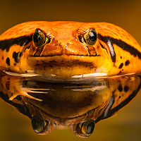 Buy canvas prints of Tomato frog (Dyscophus) with reflection in the wat by Beata Aldridge