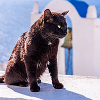 Buy canvas prints of A black cat on white wall in Oia. by Beata Aldridge