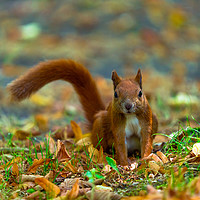 Buy canvas prints of Red squirrel in the park. by Beata Aldridge