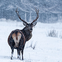 Buy canvas prints of From Scotland with love - Scottish red deer in bli by Beata Aldridge