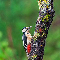 Buy canvas prints of Great spotted woodpecker (Dendrocopos major by Beata Aldridge