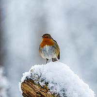 Buy canvas prints of European robin (Erithacus rubecula) on snow by Beata Aldridge