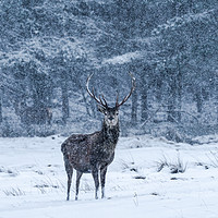 Buy canvas prints of Scottish red deer (Cervus elaphus) by Beata Aldridge