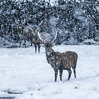 Buy canvas prints of Scottish red deer (Cervus elaphus) in blizzard by Beata Aldridge
