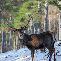 Buy canvas prints of Scottish red deer stag (Cervus elaphus) by Beata Aldridge