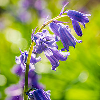 Buy canvas prints of Backlit bluebell flower in spring forest by Beata Aldridge