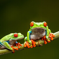 Buy canvas prints of Red-eyed tree frogs by Beata Aldridge