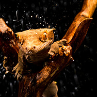 Buy canvas prints of Crested gecko by Beata Aldridge