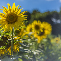Buy canvas prints of Summer Sunflowers by Chris Pickett