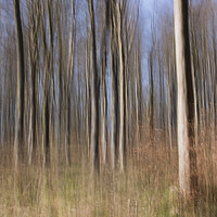Buy canvas prints of The Wood from the Trees by Chris Good