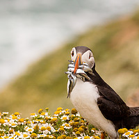 Buy canvas prints of Returning Puffin by Chris Good