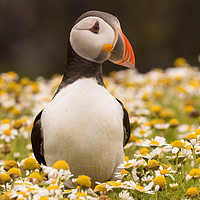 Buy canvas prints of Puffin by Chris Good