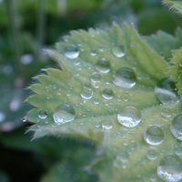 Buy canvas prints of Dew on the leaf by PICHI DODDS