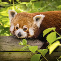 Buy canvas prints of  Red Panda Relaxing by Paul Muscat