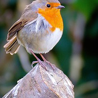 Buy canvas prints of Robin Redbreast by Paul Muscat