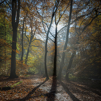 Buy canvas prints of  Shadowland, Yorkshire by John Ealing