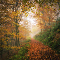 Buy canvas prints of Autumn Finale by John Ealing