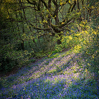 Buy canvas prints of Bluebell Wood by John Ealing