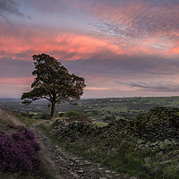 Buy canvas prints of Heather at Sunset by John Ealing