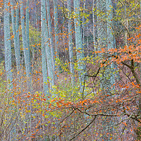 Buy canvas prints of Wood for the trees by John Ealing