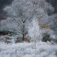 Buy canvas prints of Frostbite by John Ealing