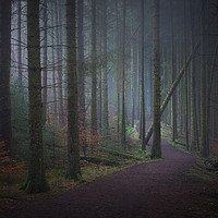 Buy canvas prints of Into the woods by John Ealing