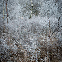 Buy canvas prints of Iced woodland by John Ealing