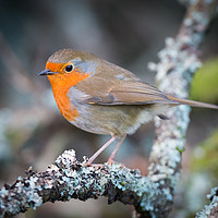 Buy canvas prints of Red breast by John Ealing
