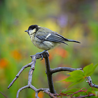 Buy canvas prints of Great Tit by John Ealing