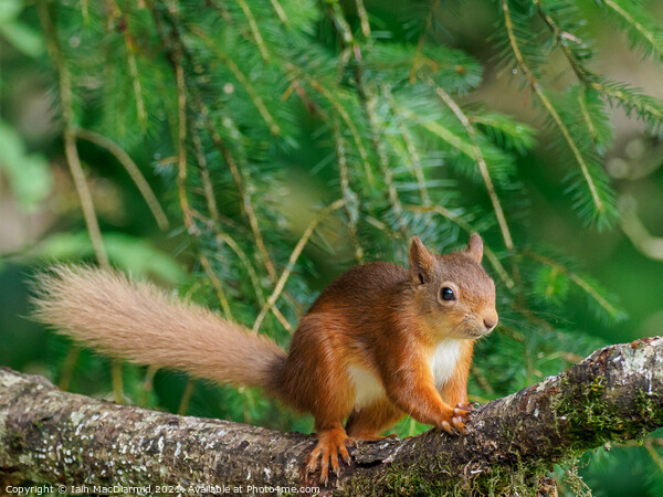 Red Squirrel (Sciurus vulgaris) Picture Board by Iain MacDiarmid