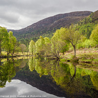 Buy canvas prints of Spring Greens by Iain MacDiarmid