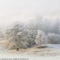 Buy canvas prints of A Winter Scene by Iain MacDiarmid