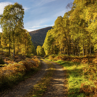 Buy canvas prints of Golden Path by Iain MacDiarmid