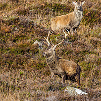 Buy canvas prints of Red Deer Stags by Iain MacDiarmid