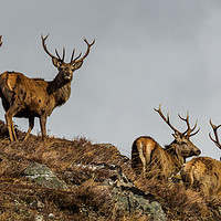 Buy canvas prints of Stag Party by Iain MacDiarmid