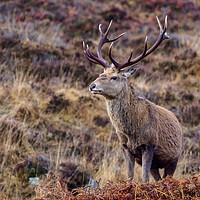 Buy canvas prints of Royal Stag by Iain MacDiarmid