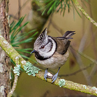 Buy canvas prints of Crested Tit (Lophophanes cristatus) by Iain MacDiarmid