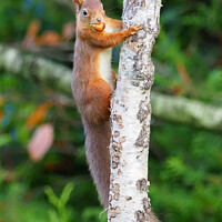 Buy canvas prints of A Nutty Mouthful by Iain MacDiarmid